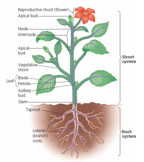 morphology of flowering plants neet questions (flower)